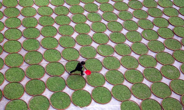 Так сушат чайные листья в чайной компании в Денинг, провинция Фуцзянь - Sputnik Беларусь