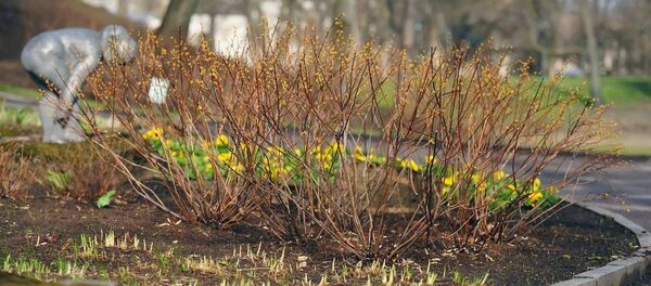 Кусты в парке Риги - Sputnik Беларусь