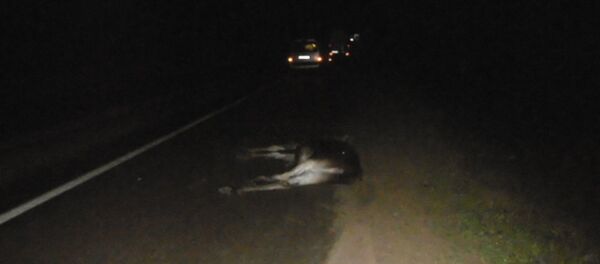 Сбитое животное на дороге - Sputnik Беларусь