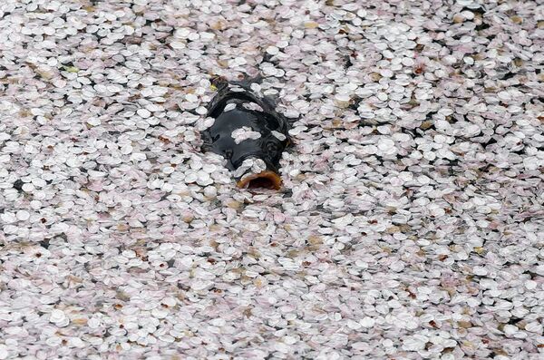 Карп плавает в ручье, покрытом лепестками вишни - Sputnik Беларусь