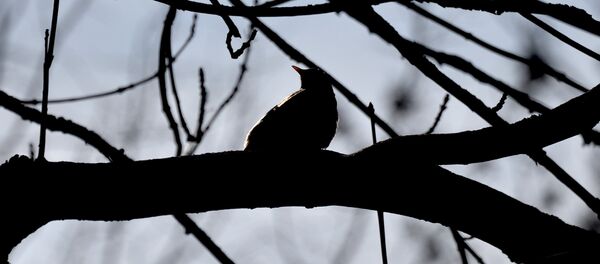 Шпак - Sputnik Беларусь