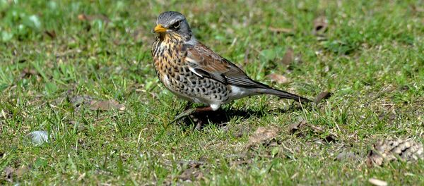 Скворец - Sputnik Беларусь