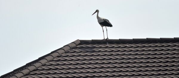 Аист на крыше дома, архивное фото - Sputnik Беларусь