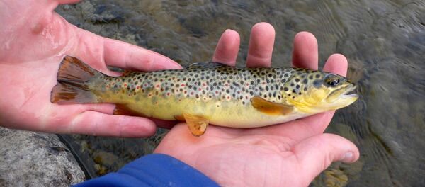 Форель - Sputnik Беларусь