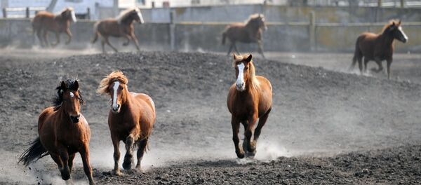 Коні на ферме ў зоне адчужэння Коні на ферме ў зоне адчужэння - Sputnik Беларусь
