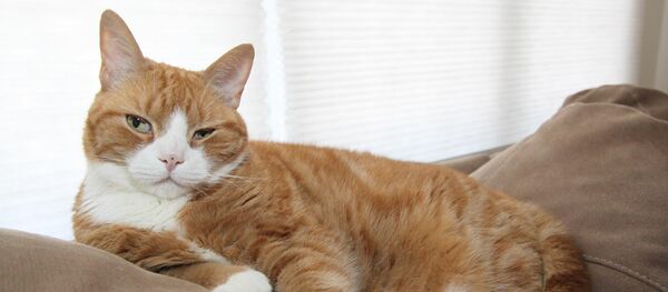 Кот адпачывае на канапе. Архіўнае фота - Sputnik Беларусь