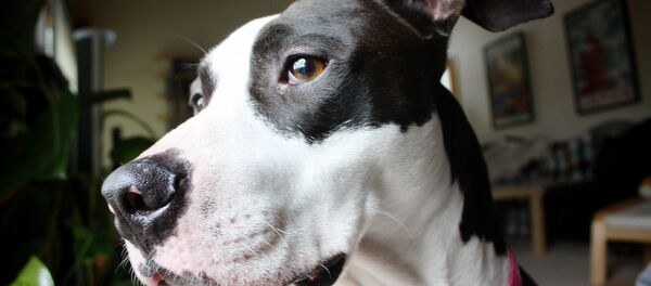 Собака в доме. Архивное фото - Sputnik Беларусь