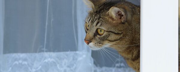 Кошки на окошке - Sputnik Беларусь