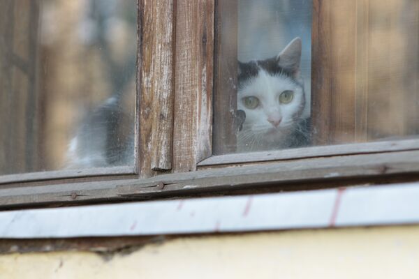 Кошка на окошке - Sputnik Беларусь