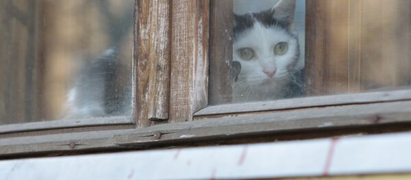 Кот на окне в доме в Осмоловке Кот на окне в доме в Осмоловке - Sputnik Беларусь