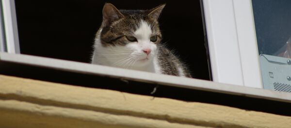 Кошки на окошке - Sputnik Беларусь