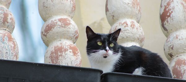 Кошки на окошке - Sputnik Беларусь