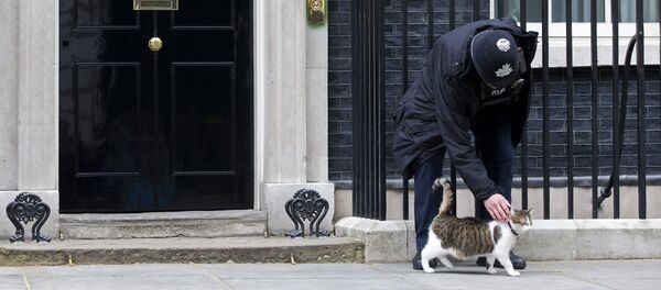 Сотрудник полиции гладит кота премьер-министра Великобритании Дэвида Кэмерона на Даунинг-стрит в Лондоне - Sputnik Беларусь