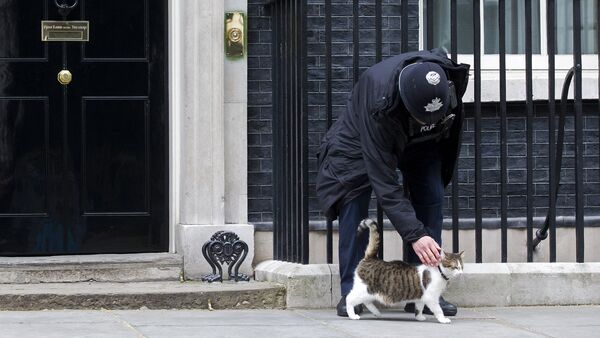 Сотрудник полиции гладит кота премьер-министра Великобритании Дэвида Кэмерона на Даунинг-стрит в Лондоне - Sputnik Беларусь
