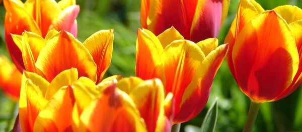 Тюльпаны Тюльпаны - Sputnik Беларусь