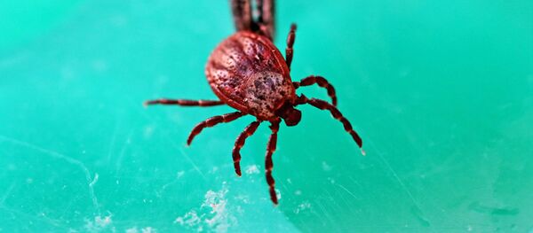 Клещ в вирусологической лаборатории - Sputnik Беларусь