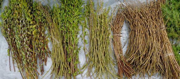 Вербное воскресенье Вербное воскресенье - Sputnik Беларусь