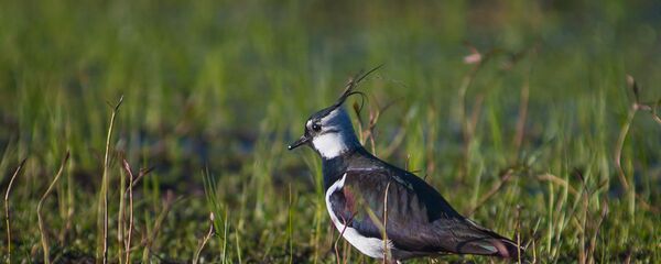 Чибис - Sputnik Беларусь