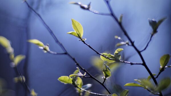 Молодая листва на дереве. Архивное фото - Sputnik Беларусь