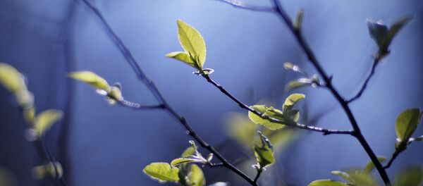 Молодая листва на дереве. Архивное фото - Sputnik Беларусь