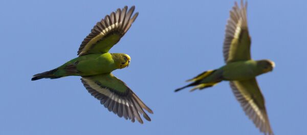 Попугаи в небе - Sputnik Беларусь