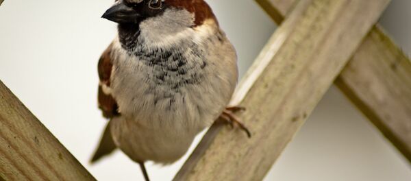Воробей - Sputnik Беларусь