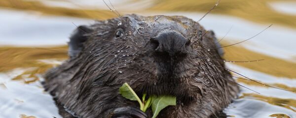 Бобр. Архивное фото Бобр. Архивное фото - Sputnik Беларусь