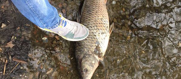 Мертвая рыба - Sputnik Беларусь