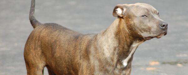 Питбультерьер - Sputnik Беларусь