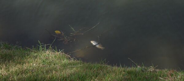 Мертвая рыба в водоеме, архивное фото - Sputnik Беларусь