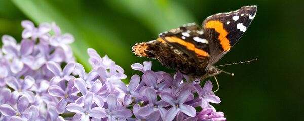 Бабочка на сирени - Sputnik Беларусь