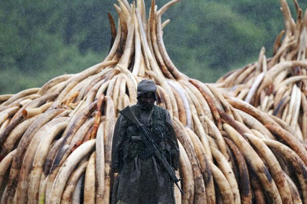 В Кении сожгли более 105 тонн слоновой кости - Sputnik Беларусь