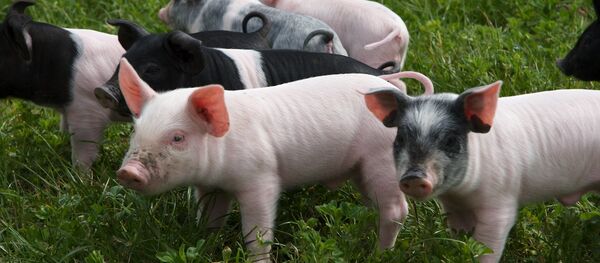 Поросята Поросята - Sputnik Беларусь