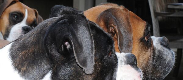 Собаки - Sputnik Беларусь