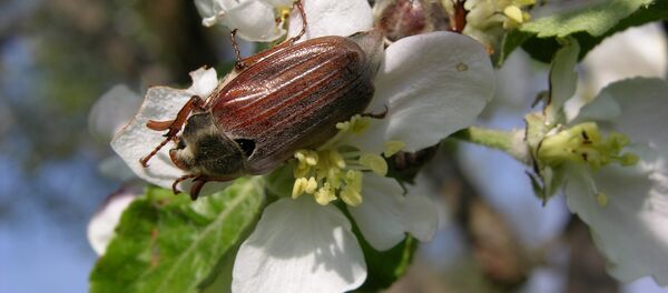 Майские жуки - Sputnik Беларусь