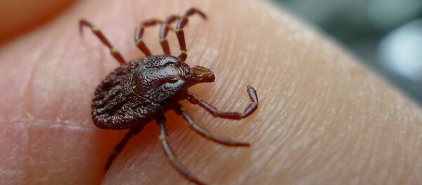 Клещ Клещ - Sputnik Беларусь