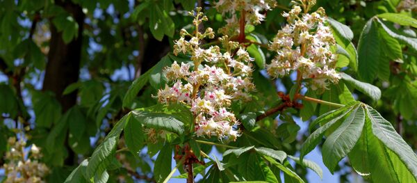 Цветущий каштан - Sputnik Беларусь