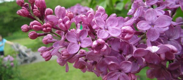 Бэз Бэз - Sputnik Беларусь