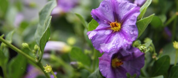 Цветы после дождя - Sputnik Беларусь