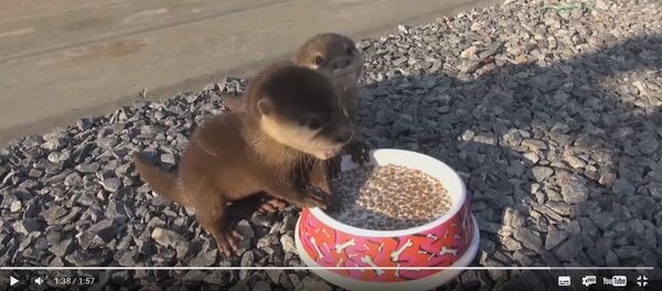 Выдр подкармливают в испанском зоопарке - Sputnik Беларусь