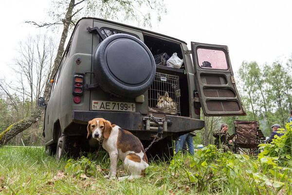 Охотничья собака - Sputnik Беларусь