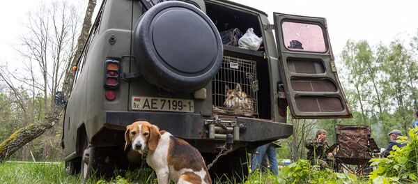 Паляўнічы сабака Паляўнічы сабака - Sputnik Беларусь