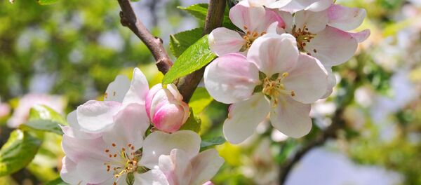 Цветы яблони - Sputnik Беларусь