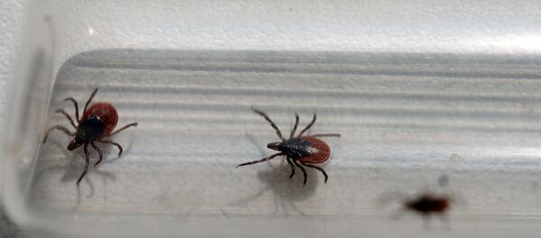 Исследование клещей в паразитологической лаборатории - Sputnik Беларусь