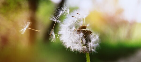 Одуванчик - Sputnik Беларусь