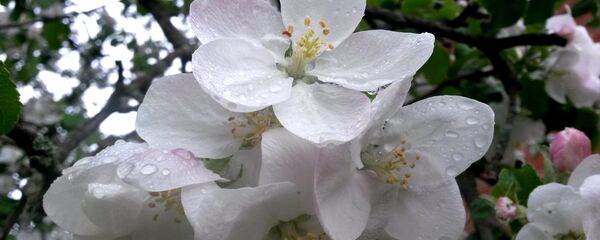 Ябланевы цвет у кроплях дажджу Ябланевы цвет у кроплях дажджу - Sputnik Беларусь