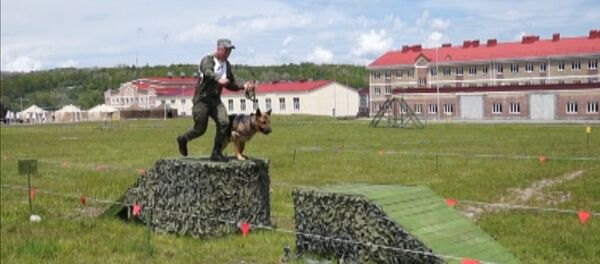 Четвероногие сыграли в дог-биатлон Четвероногие сыграли в дог-биатлон - Sputnik Беларусь