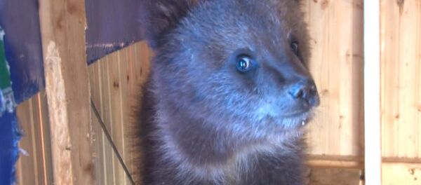 СПУТНИК_Каша для косолапого: житель Ухты спас и приютил трехмесячного медвежонка - Sputnik Беларусь