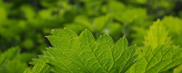 Крапiва Крапiва - Sputnik Беларусь