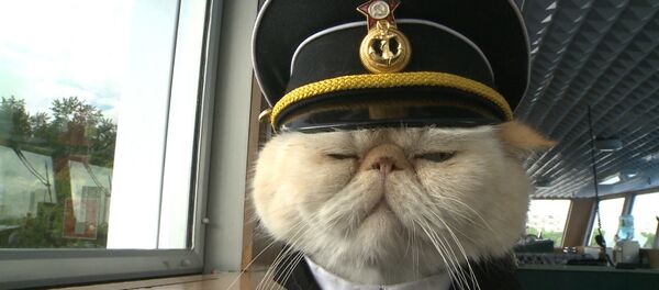 Спутник_Хвостатый экипаж, или Как коты в форме служат на корабле и ходят в море - Sputnik Беларусь